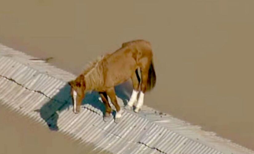 Cavalo "Caramelo" é resgatado em Canoas