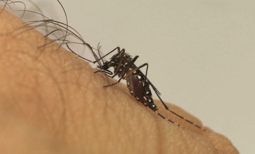 Moradores das áreas vizinhas aos bairros em alerta devem adotar medidas preventivas contra o mosquito