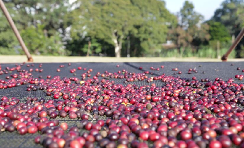 O maior cafezal do mundo fica na cidade de São Paulo