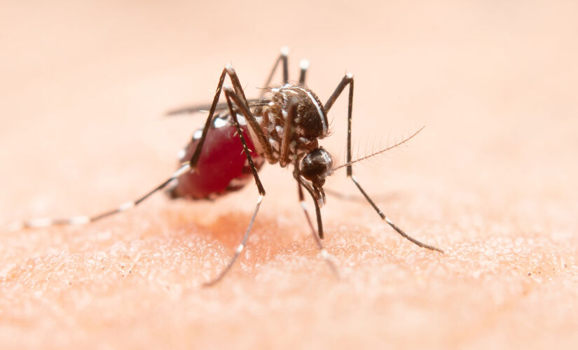 Segundo a pesquisa do Centro para Controle e Prevenção de Doenças dos Estados Unidos (CDC), a aedes aegypti pode transmitir também a febre da Mayaro