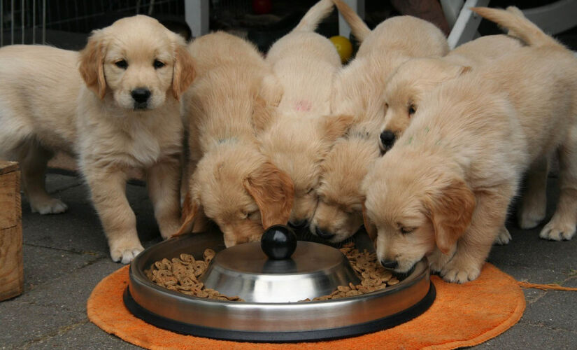 Dentre as causas que mais levam um cachorro a engasgar, está a ingestão rápida de alimentos