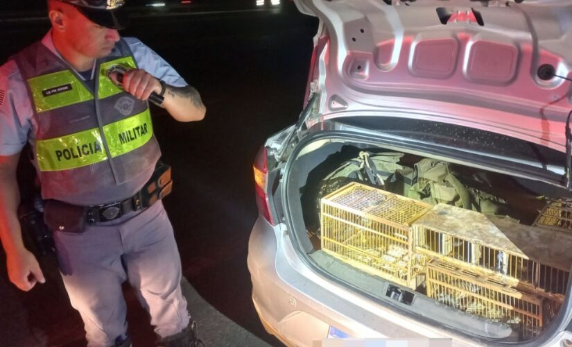 Homem teria caçado esses animais em uma área de mata em Minas Gerais