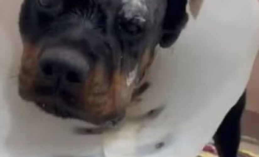 Rottweiler sobrevive e faz cirurgia de reconstrução facial