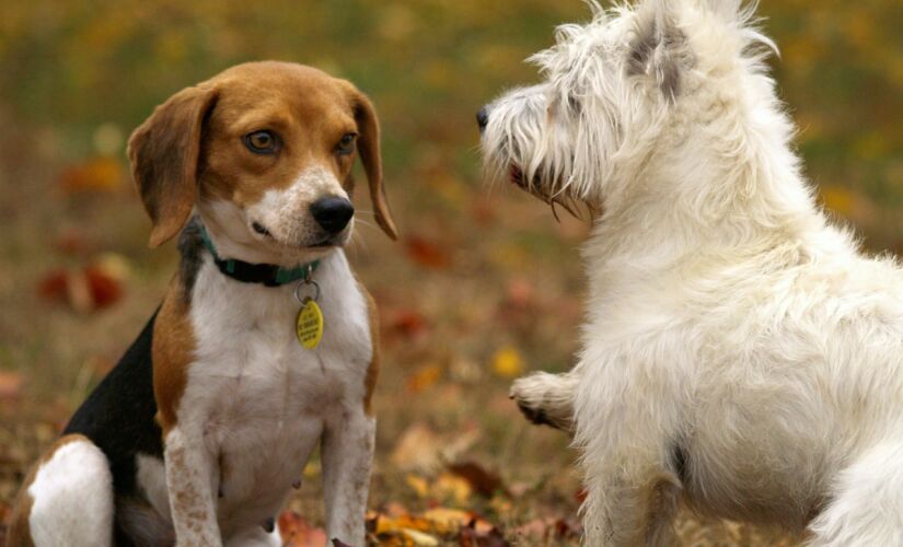 Projeto de lei regulamenta os criadores de animais domésticos com a finalidade de venda