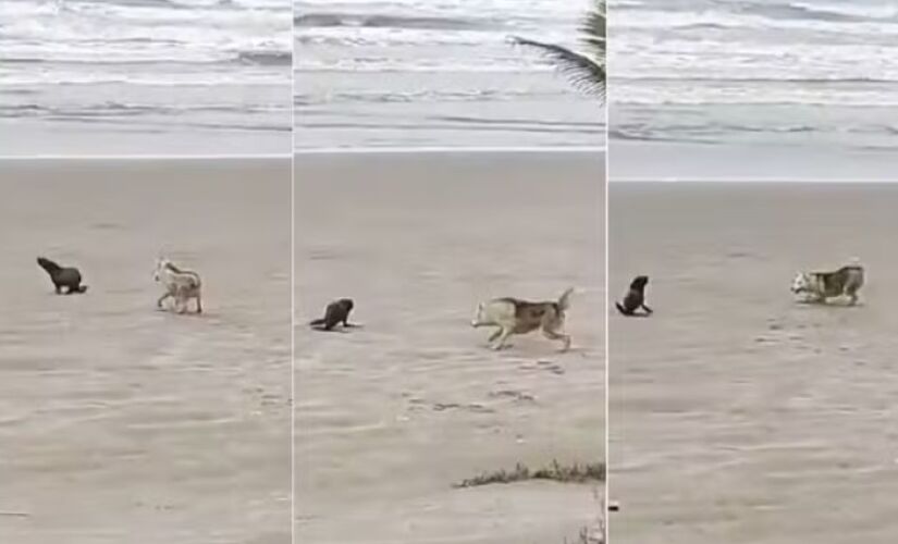 Cachorro persegue lobo-marinho no litoral paulista