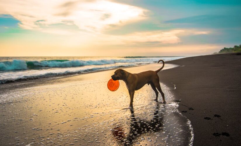 Praias em São Paulo restringem entrada de cachorros