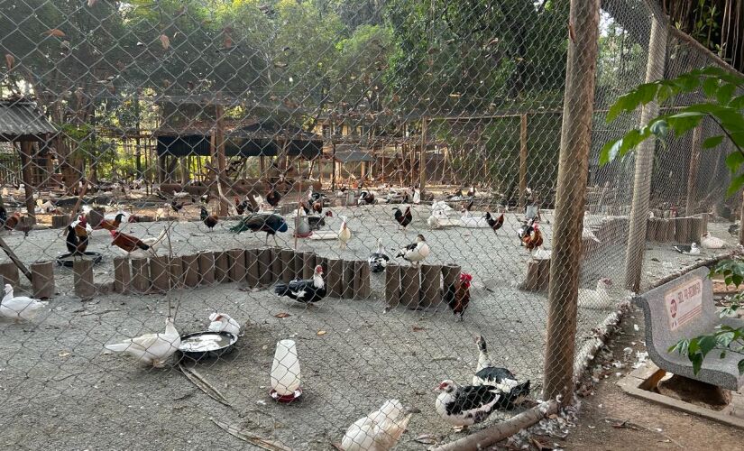 Aves apartadas no Parque da Água Branca, em Perdizes, zona oeste de São Paulo