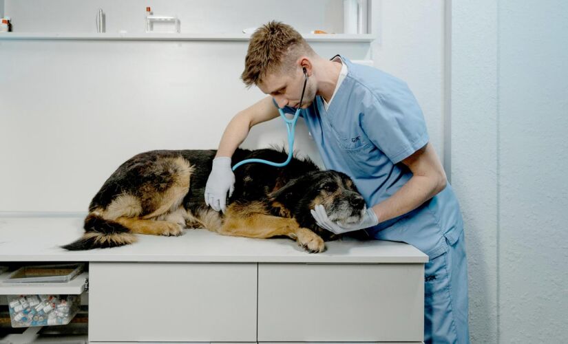 Prefeitura de Taboão da Serra, na região sudoeste da Grande SP, inaugura neste sábado (29) o primeiro Hospital Veterinário Público Municipal