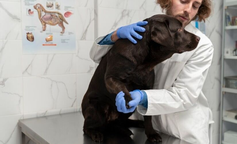 Entenda a como identificar se o cachorro está envenenado