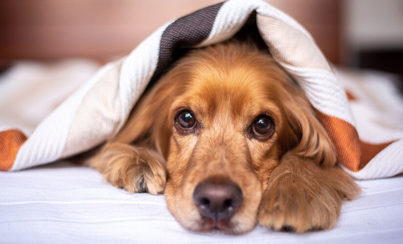 Com os cuidados corretos, é possível manter a saúde e o bem-estar dos animais mesmo durante as baixas temperaturas