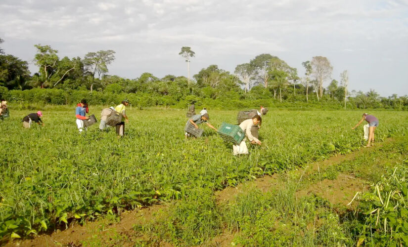 a valorização do pequeno agricultor garante a segurança alimentar do Brasil