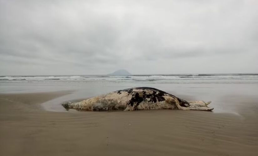 Baleias são encontradas mortas no litoral norte de SP