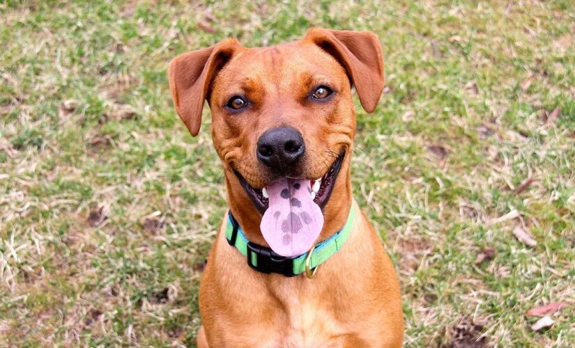 Vira-latas são os cães mais queridos do Brasil