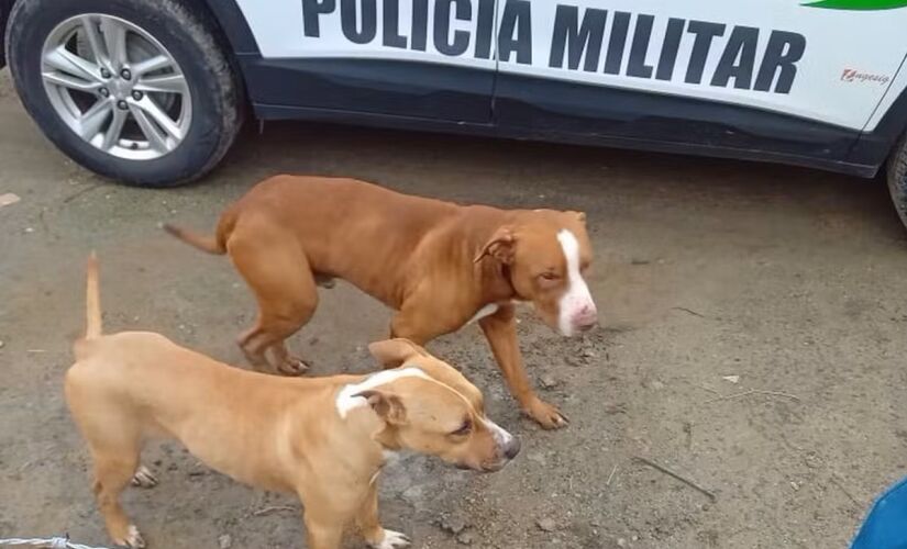 Pitbulls que atacaram galinhas e outro cão em Santa Catarina