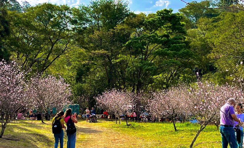 Festival das Cerejeiras será realizado no Parque do Carmo, na zona leste da Capital