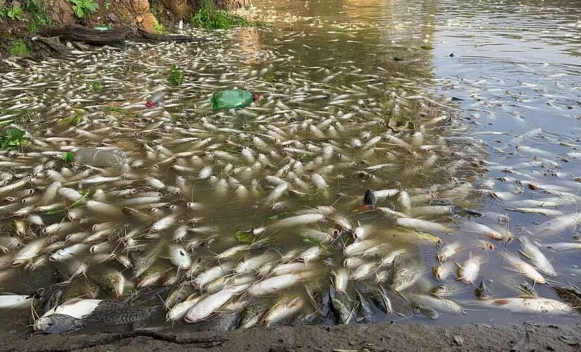 Peixes foram encontrados mortos na área conhecida como Pantanal Paulista, em São Pedro