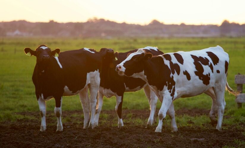 Homem morreu após levar um coice de uma vaca em trabalho de parto; foto é ilustrativa