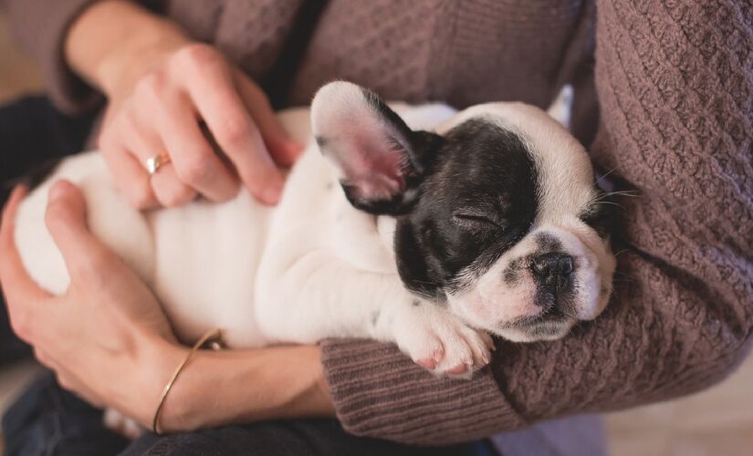 Animais em condomínios é um tema que causa debate frequentemente