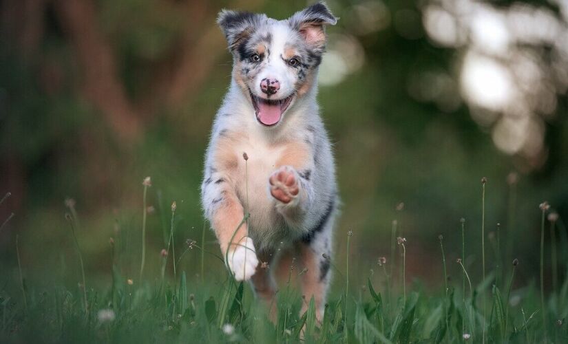 Cachorro: conheça as características desse signo no horóscopo chinês