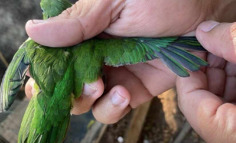 Ave encontrada com asa cortada