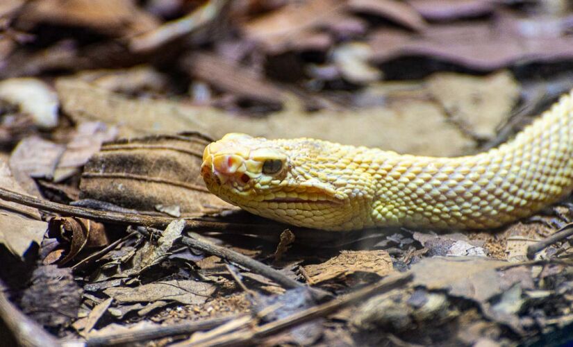 A cobra é símbolo de perspicácia, adivinhação e, em tradições antigas, era reverenciada como um totem sagrado na cultura chinesa.