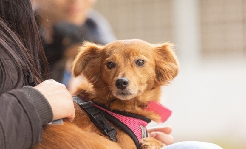 Período de recuperação do animal pode variar de 7 a 12 dias