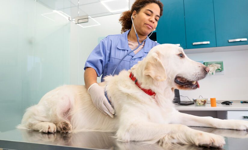 Falta de esclarecimento é desafio para encontrar doadores pets