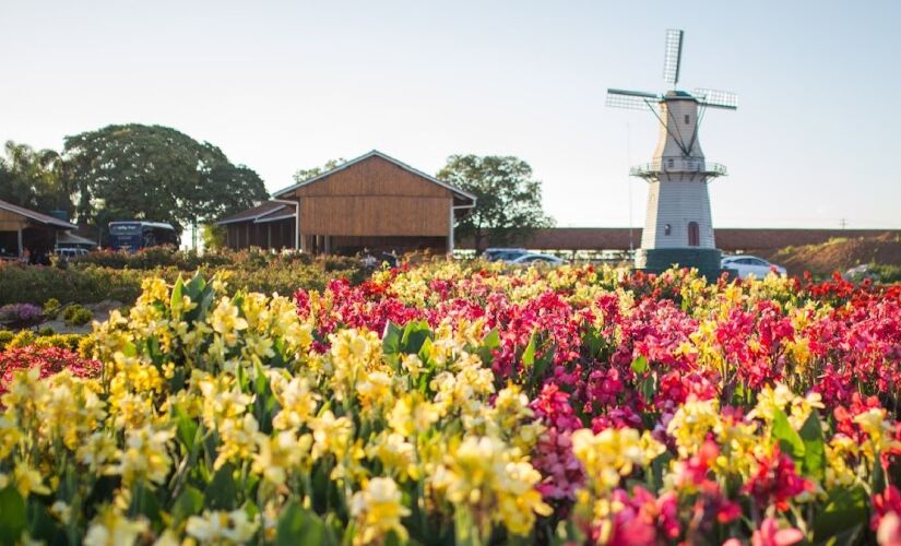 Chamada de 'Cidade das Flores', Holambra, também no interior de São Paulo, é conhecida por ser a maior produtora de flores e plantas ornamentais da América Latina