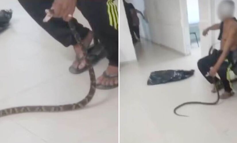 Homem foi picado na mão direita por uma cobra jararaca e levou o animal para a Unidade de Pronto Atendimento (UPA) no litoral sul de São Paulo