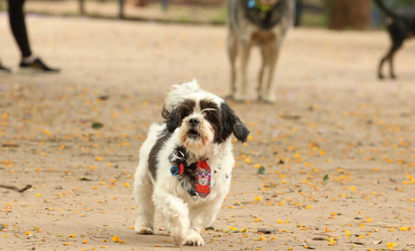 A convivência com cães pode tornar as crianças mais resistentes a doenças respiratórias