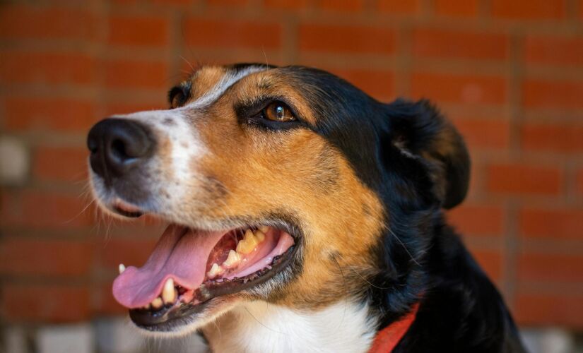 Objetivo da feira é incentivar a prática de acolhimento de pets em situação de abandono 