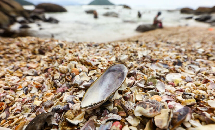 A Praia das Conchas é famosa pela quantidade impressionante de conchas que cobrem sua faixa de areia.