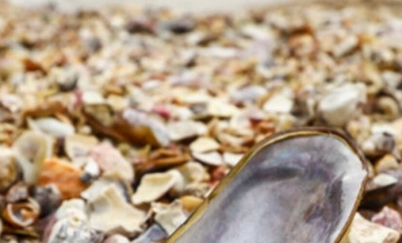 A Praia das Conchas é famosa pela quantidade impressionante de conchas que cobrem sua faixa de areia.