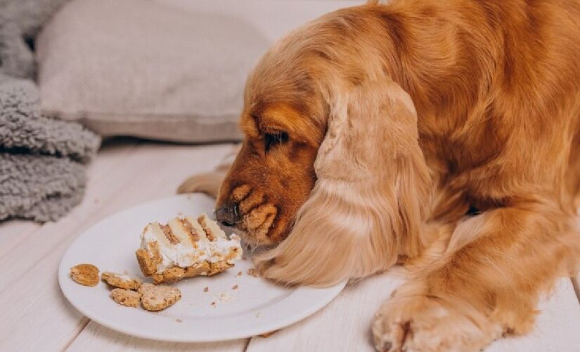 Por não terem o mesmo metabolismo dos seres humanos, os bichinhos não podem comerem muitos dos alimentos comuns para as pessoas