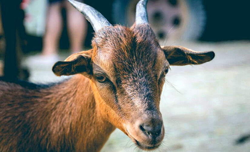 A Cabra, oitavo signo do zodíaco chinês, (também conhecida como carneiro) simboliza bondade e solidariedade