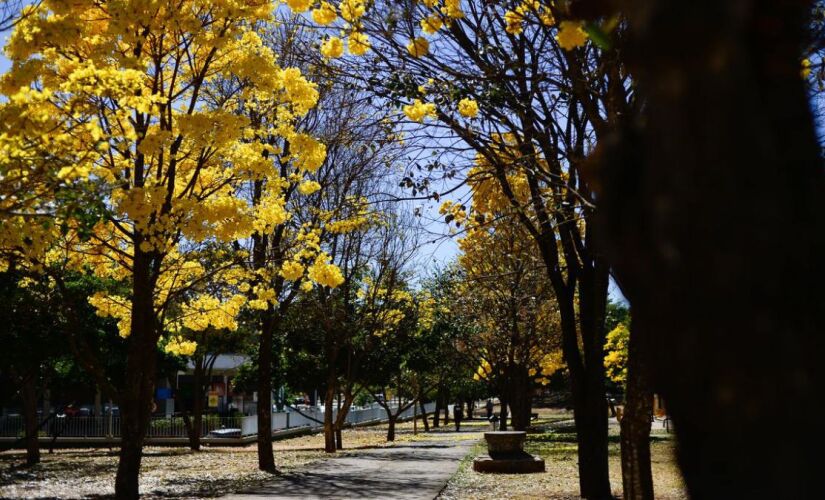 Estação das flores movimenta o turismo em cidades paulistas