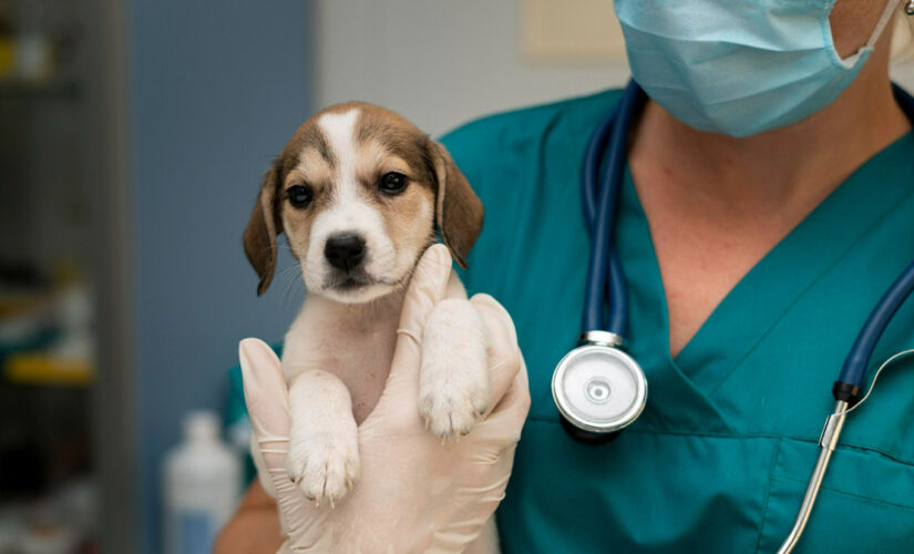 Na cidade de São Paulo há quatro hospitais veterinários públicos