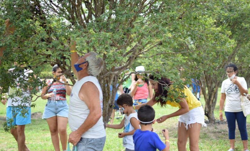 São cerca de 700 pés de jabuticaba espalhados pelo pomar
