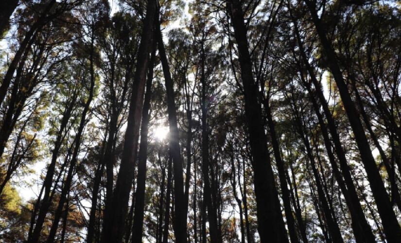 Parque Estadual Alberto Löfgren Horto Florestal recebe música, esporte, sustentabilidade e lazer neste fim de semana