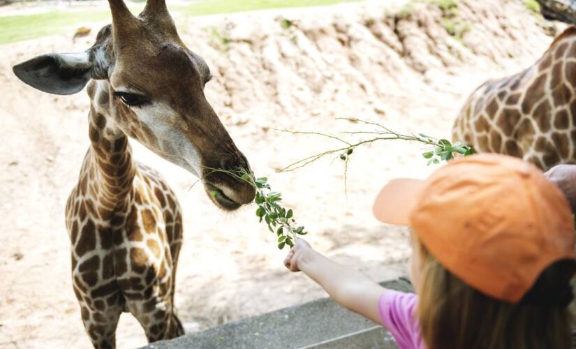 Zoológico de São Paulo abriga cerca de 1.500 animais 