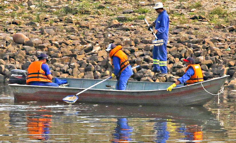 Especialistas suspeitam que floração de algas matou 500 kg de peixes na Represa Billings