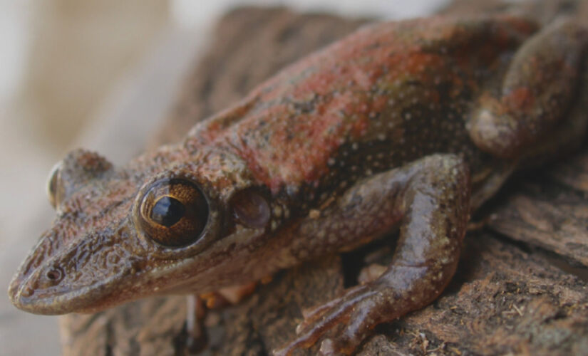 Toxina deste animal não é letal, mas exige cuidado