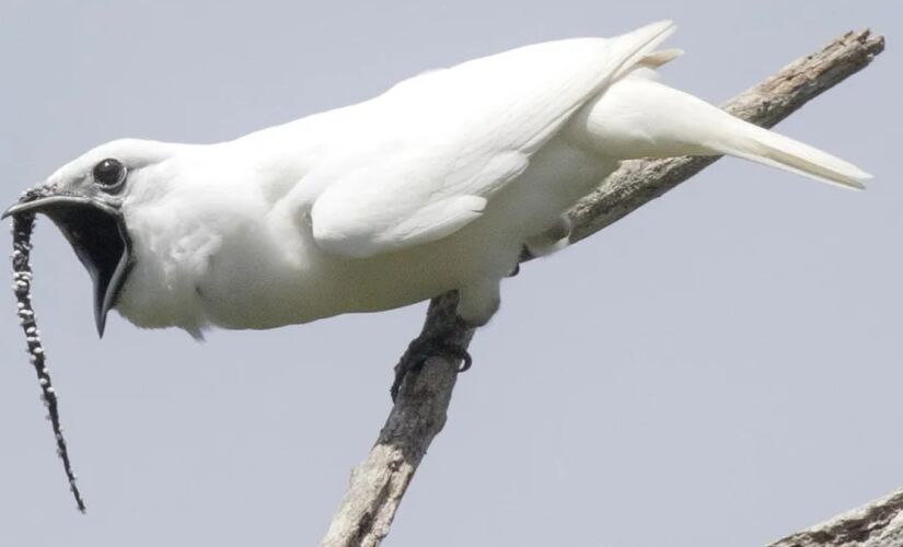 Pássaro amazônico tem intensidade de canto superior a um show de rock e é o mais alto da natureza