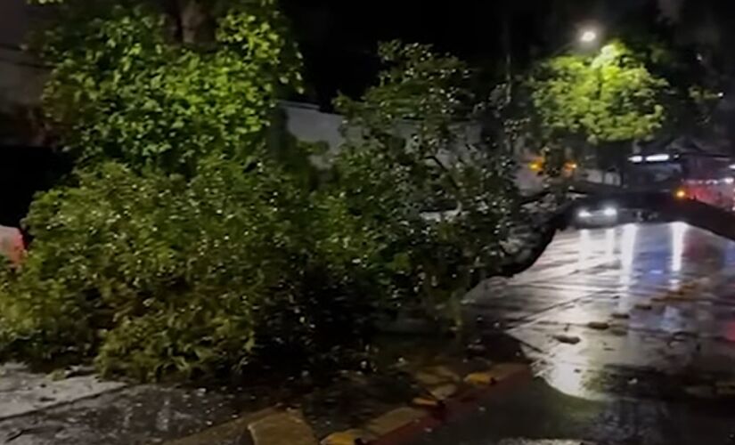 Temporais causaram quedas de árvores em todo o estado de São Paulo