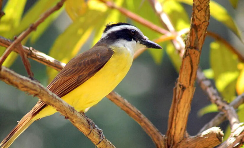 Bem-te-vi é uma das aves mais conhecidas dentre aquelas com capacidade de cantar seus próprios nomes