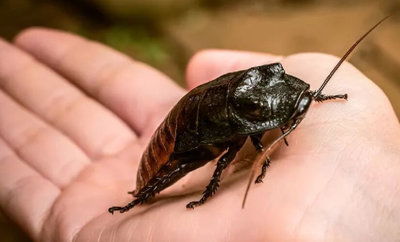 A barata-de-madagascar é a maior espécie de barata do mundo