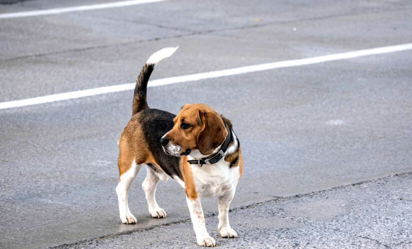 Local se transformará em verdadeiro "parque de diversões" para os cães