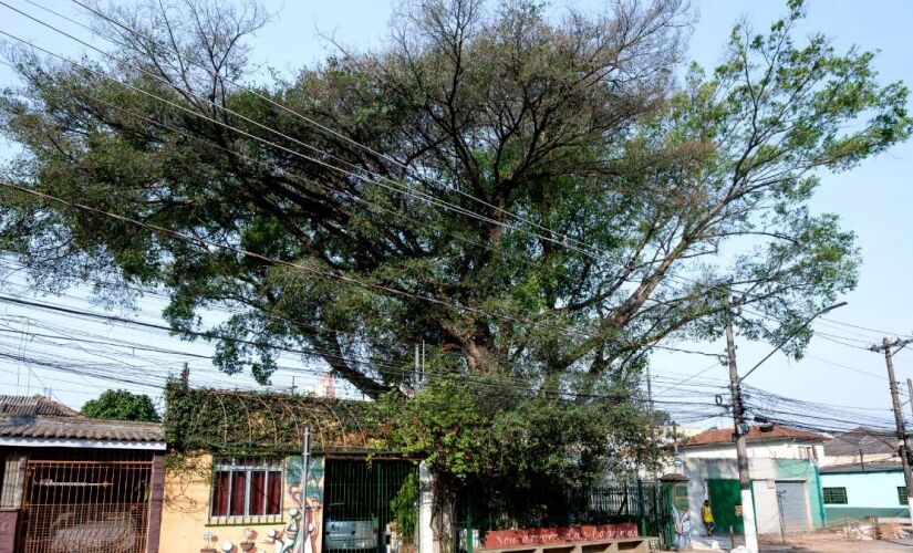 A Figueira das Lágrimas, conhecida por muitos por esse nome, fica localizada no bairro do Sacomã, entre o Ipiranga e Heliópolis