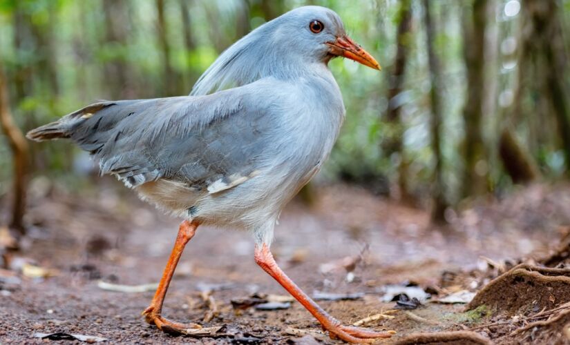 Kagu é conhecido por seu canto que lembra latido de cachorro