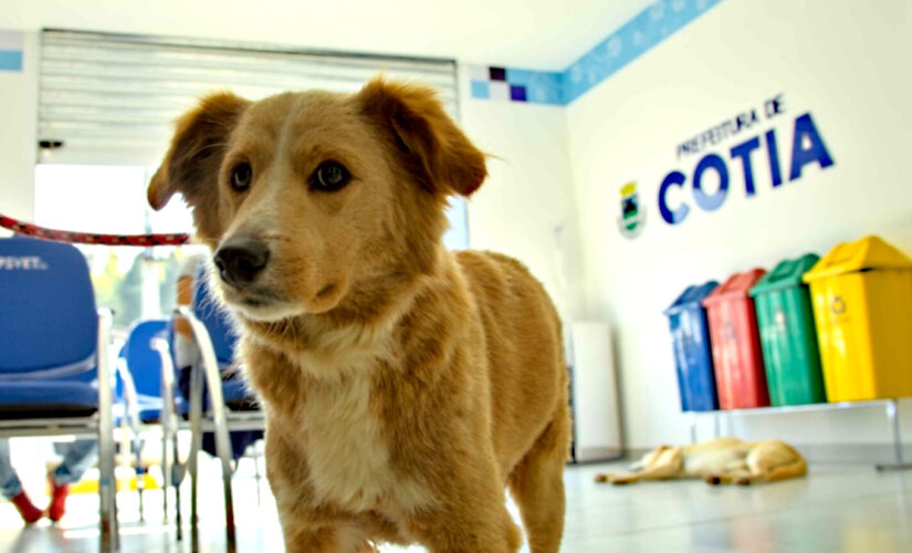 Cotia abre primeiro Hospital Municipal Veterinário que oferece serviços especializados e gratuitos